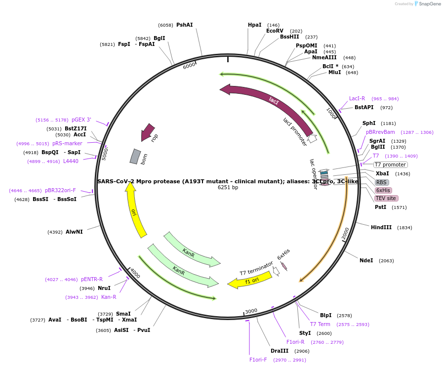 204773-plasmid-map-sequence-id-416329