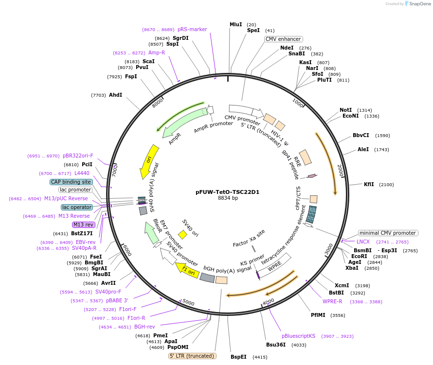 207229-plasmid-map-sequence-id-416333