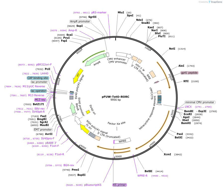 207198-plasmid-map-sequence-id-416336