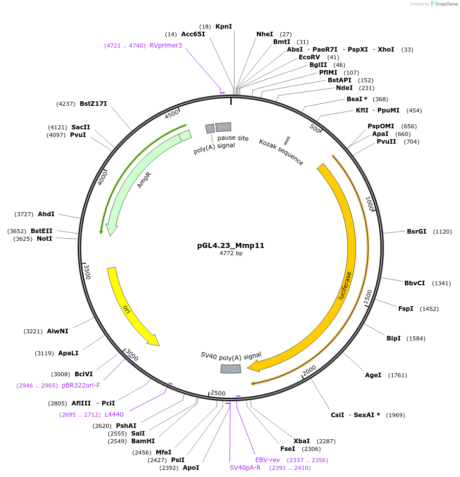 209520-plasmid-map-sequence-id-416357