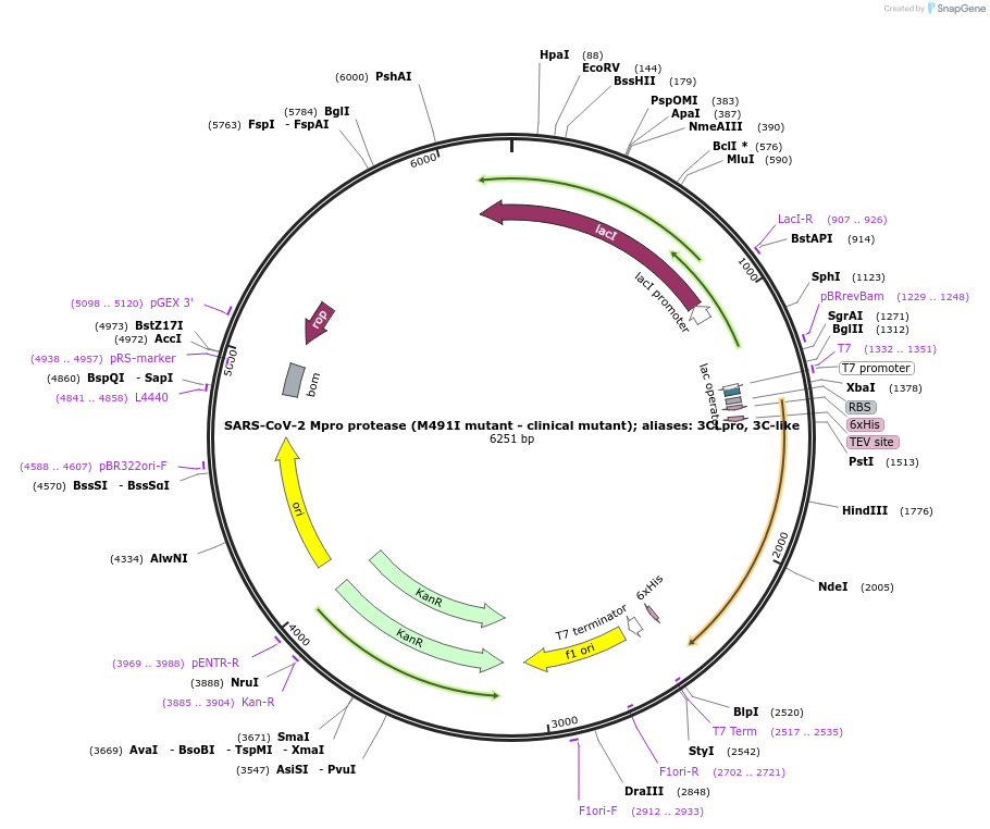204777-plasmid-map-sequence-id-416359