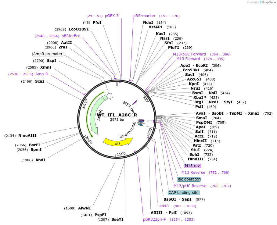 200184-plasmid-map-sequence-id-416364