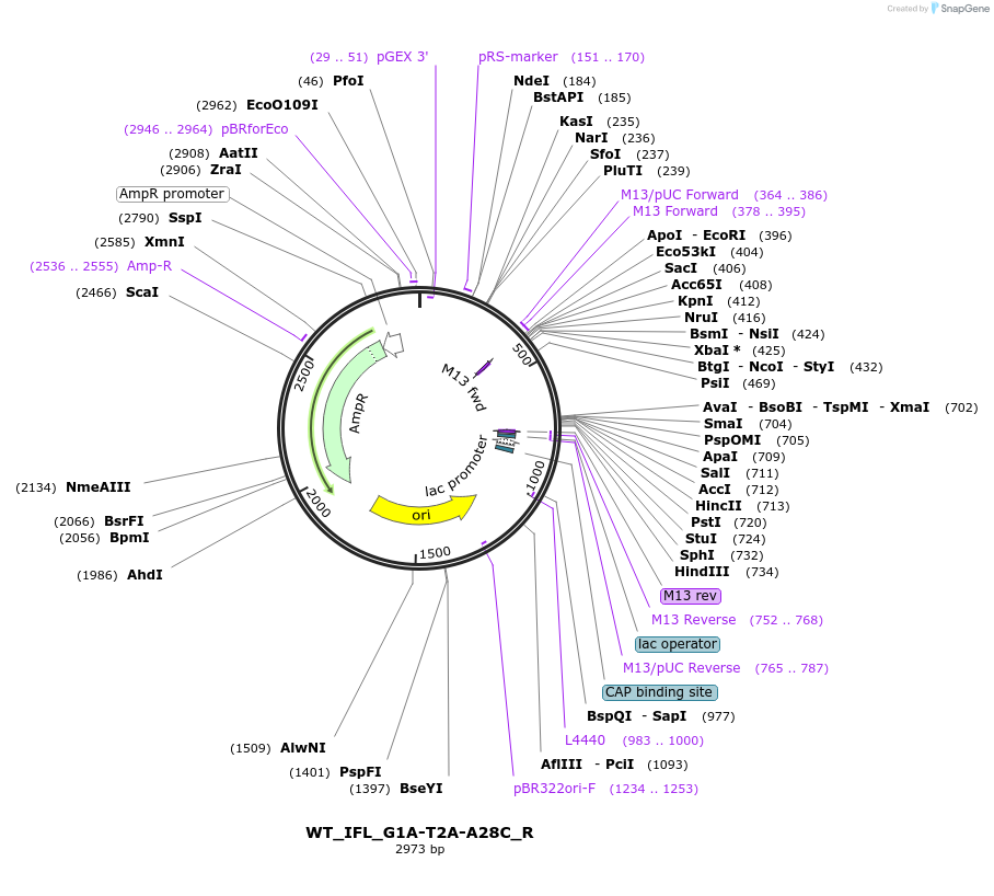 200185-plasmid-map-sequence-id-416365