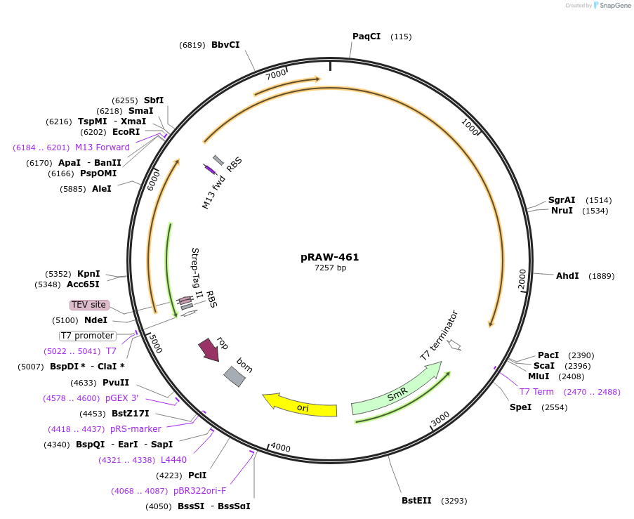 200217-plasmid-map-sequence-id-416368