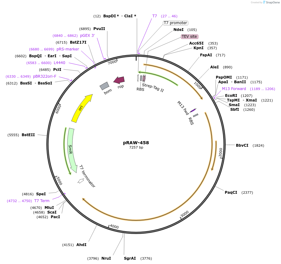 200214-plasmid-map-sequence-id-416371