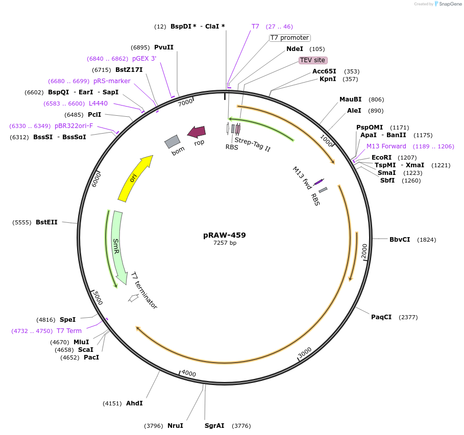 200215-plasmid-map-sequence-id-416372