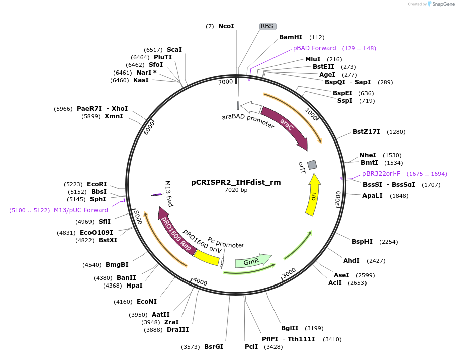 162318-plasmid-map-sequence-id-416376