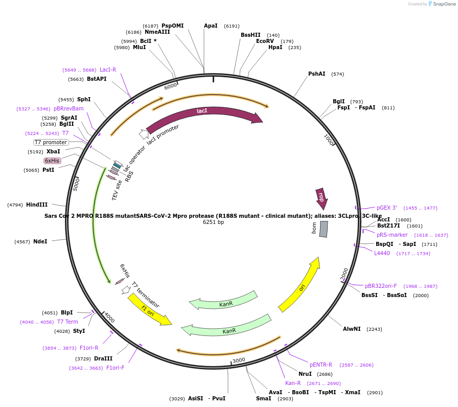204785-plasmid-map-sequence-id-416377