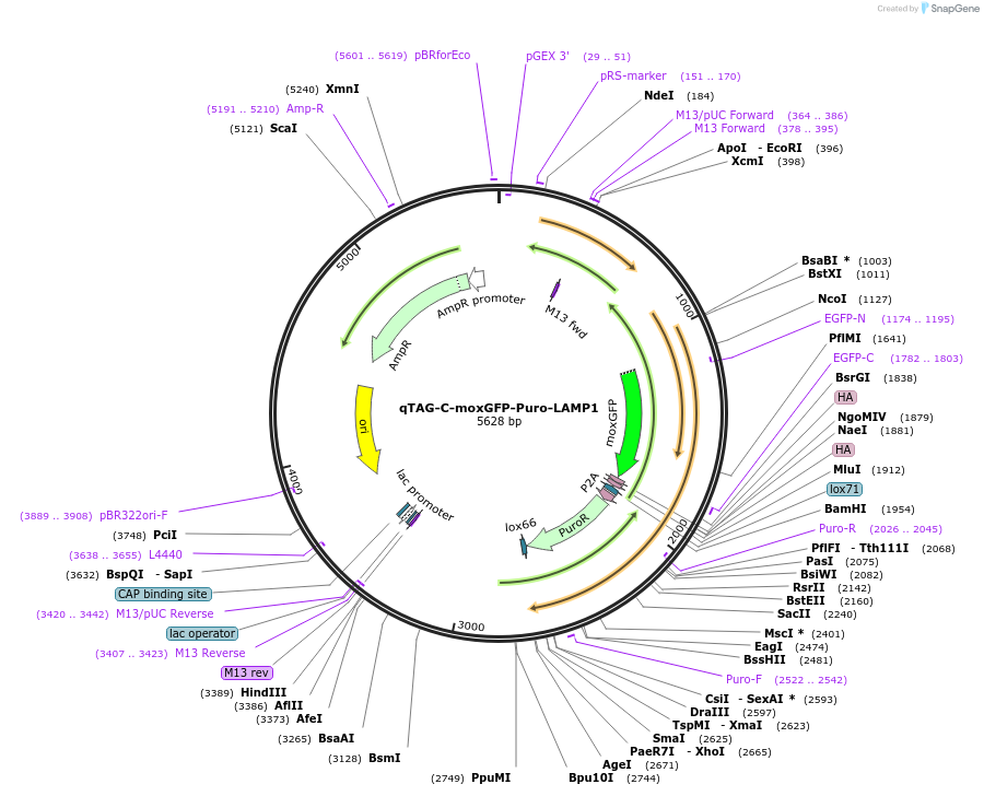 207788-plasmid-map-sequence-id-416383