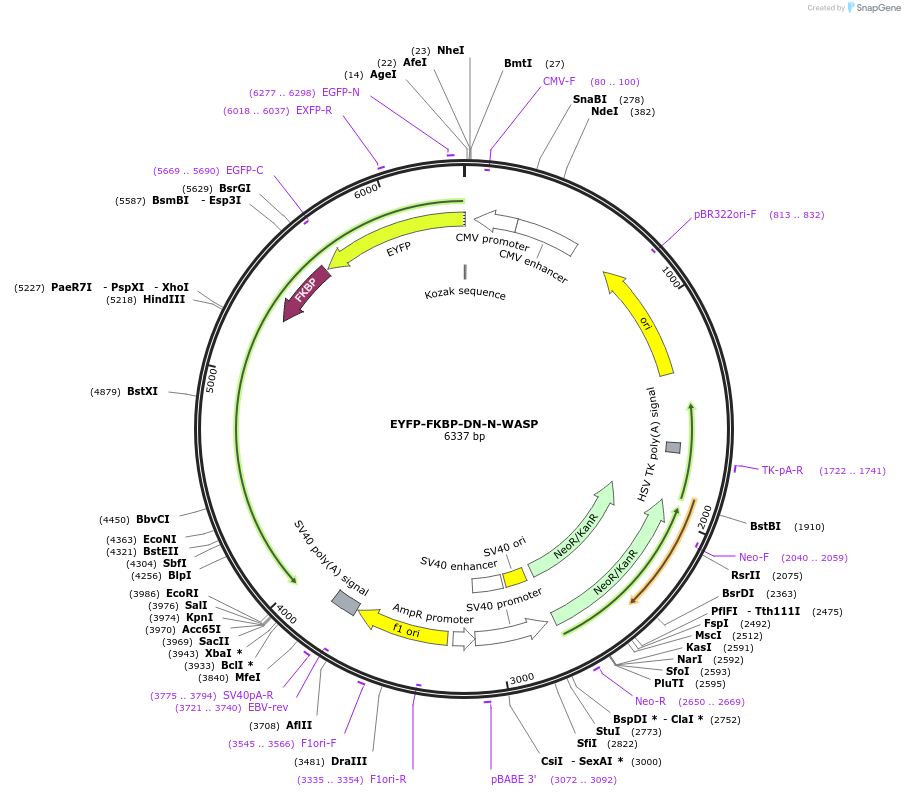 210301-plasmid-map-sequence-id-416392
