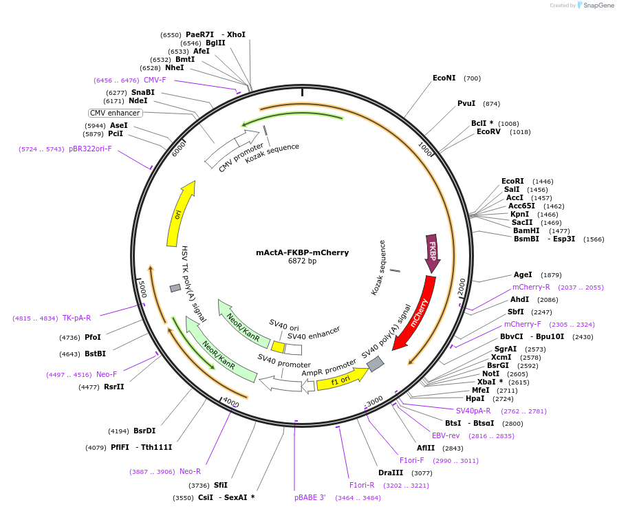 210295-plasmid-map-sequence-id-416399