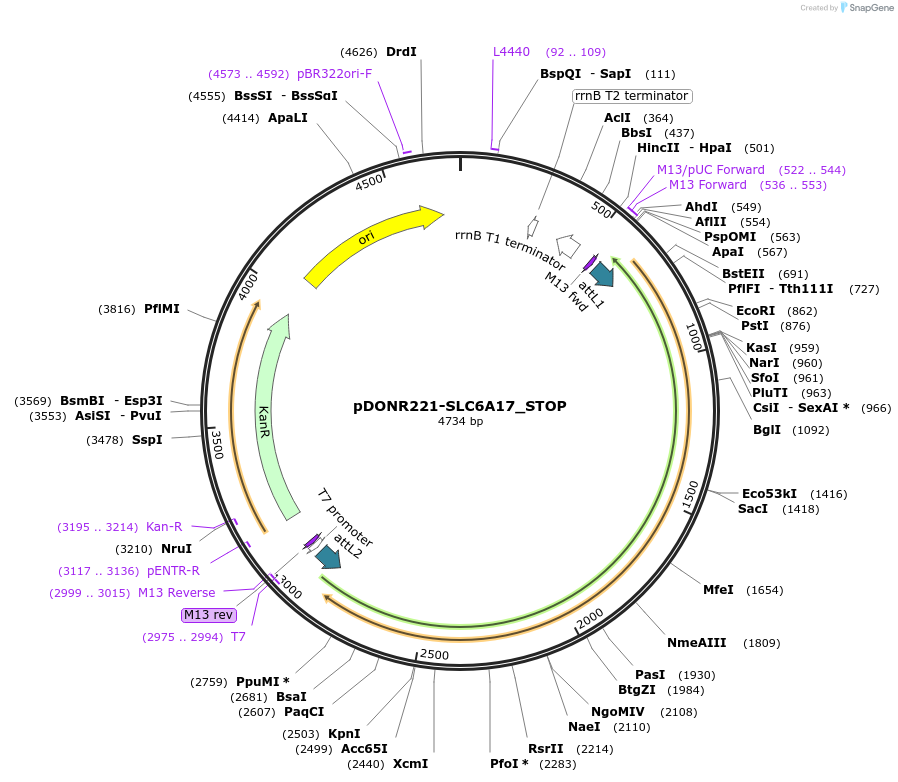 161373-plasmid-map-sequence-id-416406