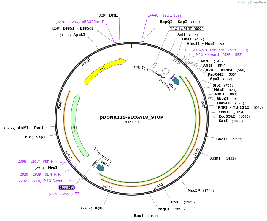 161385-plasmid-map-sequence-id-416473