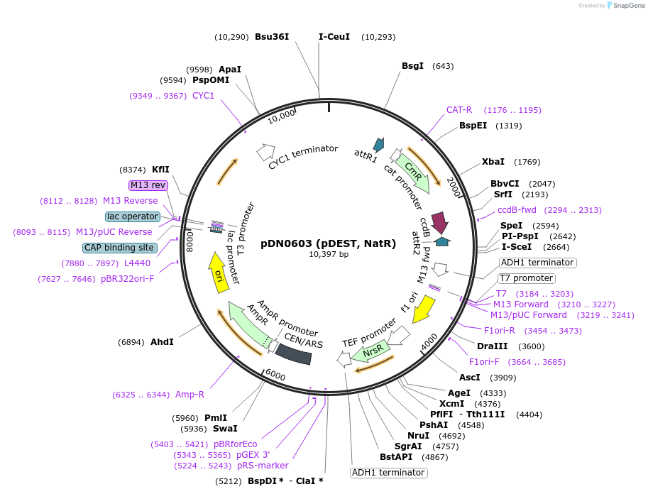 210482-plasmid-map-sequence-id-416475