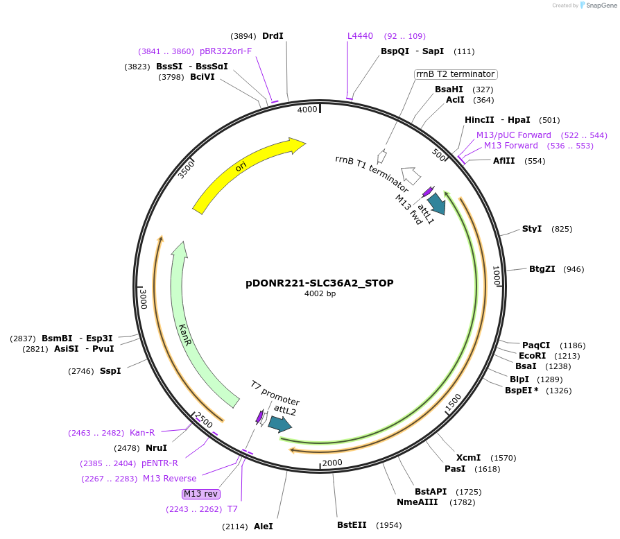 161238-plasmid-map-sequence-id-416476