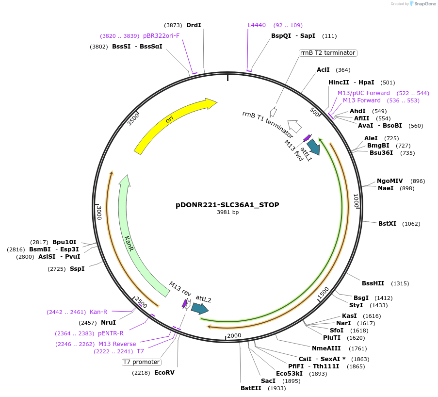 161250-plasmid-map-sequence-id-416479