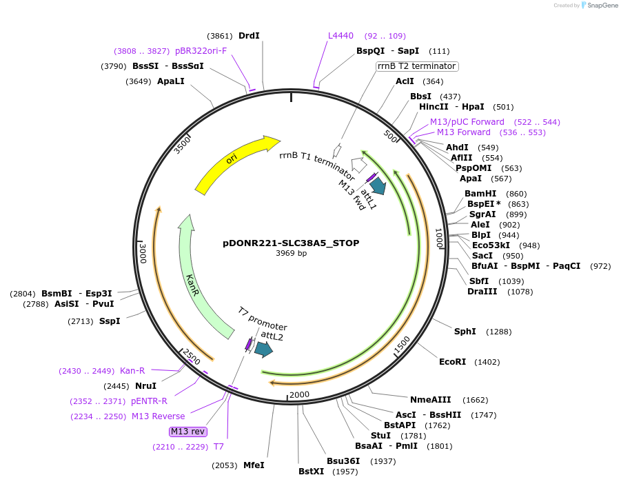 161284-plasmid-map-sequence-id-416480