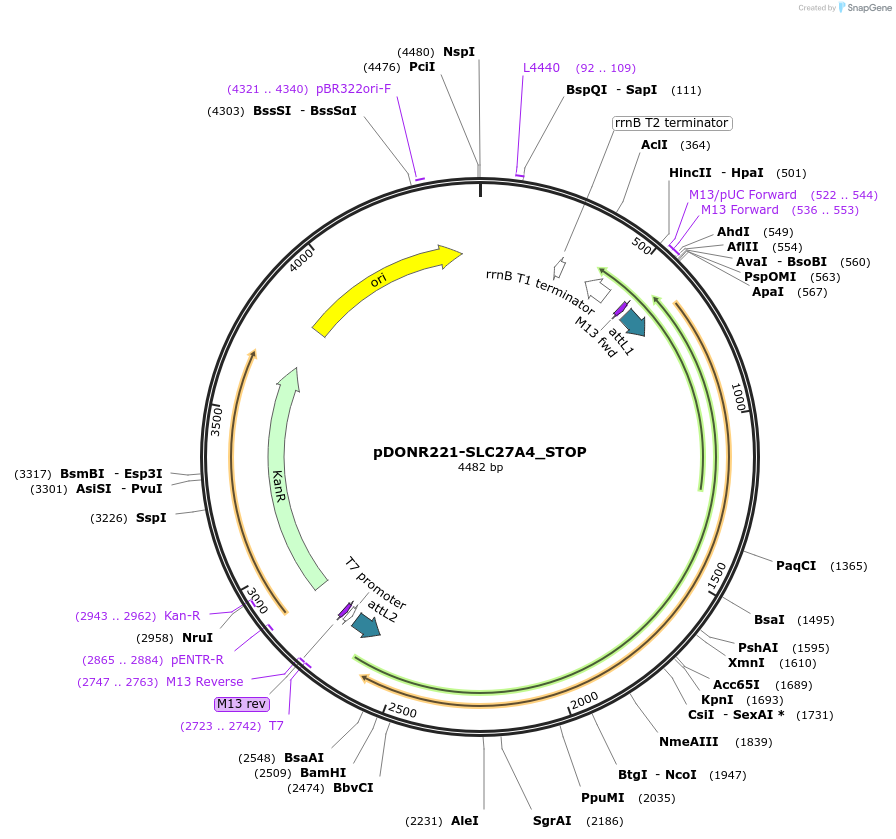 161449-plasmid-map-sequence-id-416481