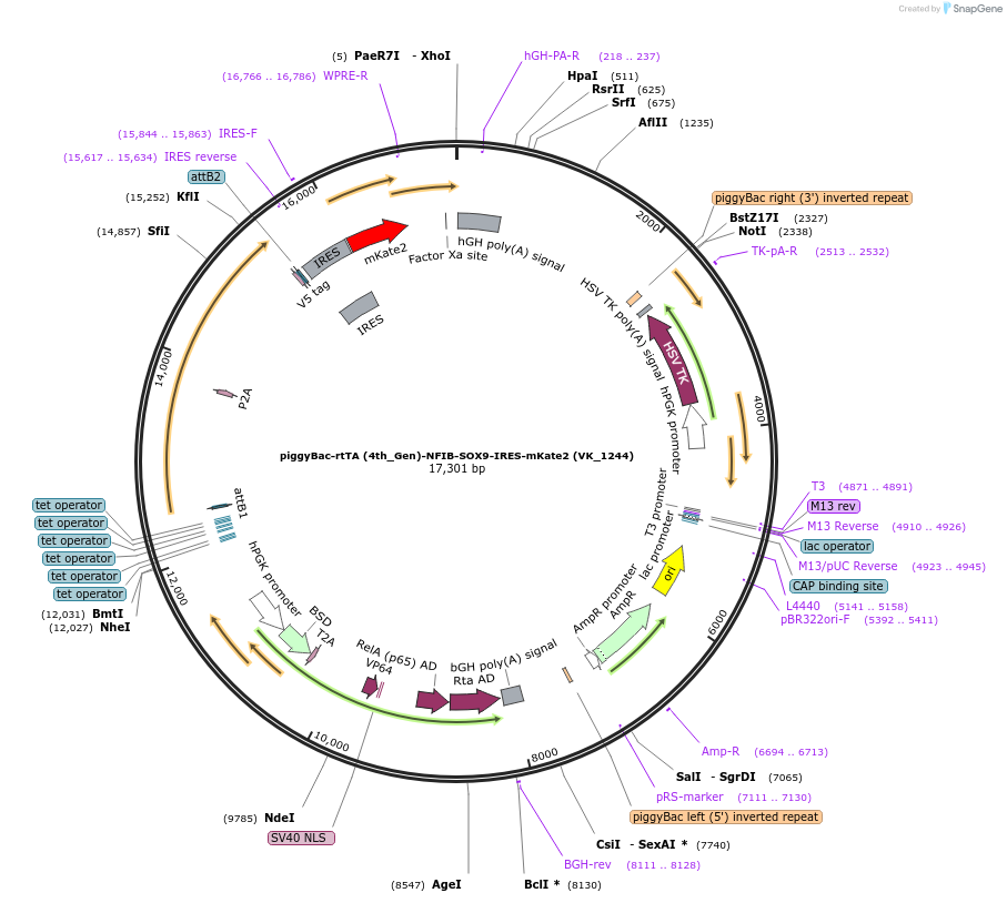 209082-plasmid-map-sequence-id-416489