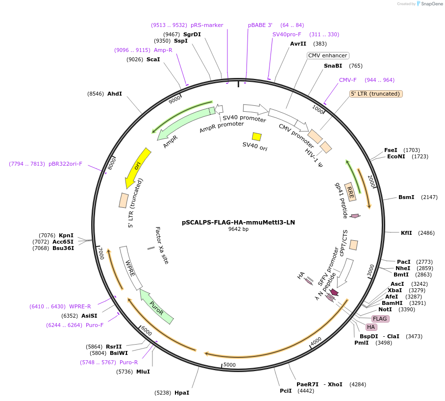 207129-plasmid-map-sequence-id-416502