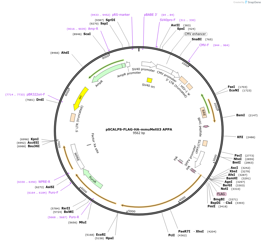 207124-plasmid-map-sequence-id-416504