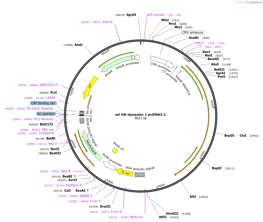 34682-plasmid-map-sequence-id-41651