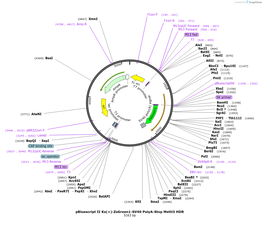 207136-plasmid-map-sequence-id-416525