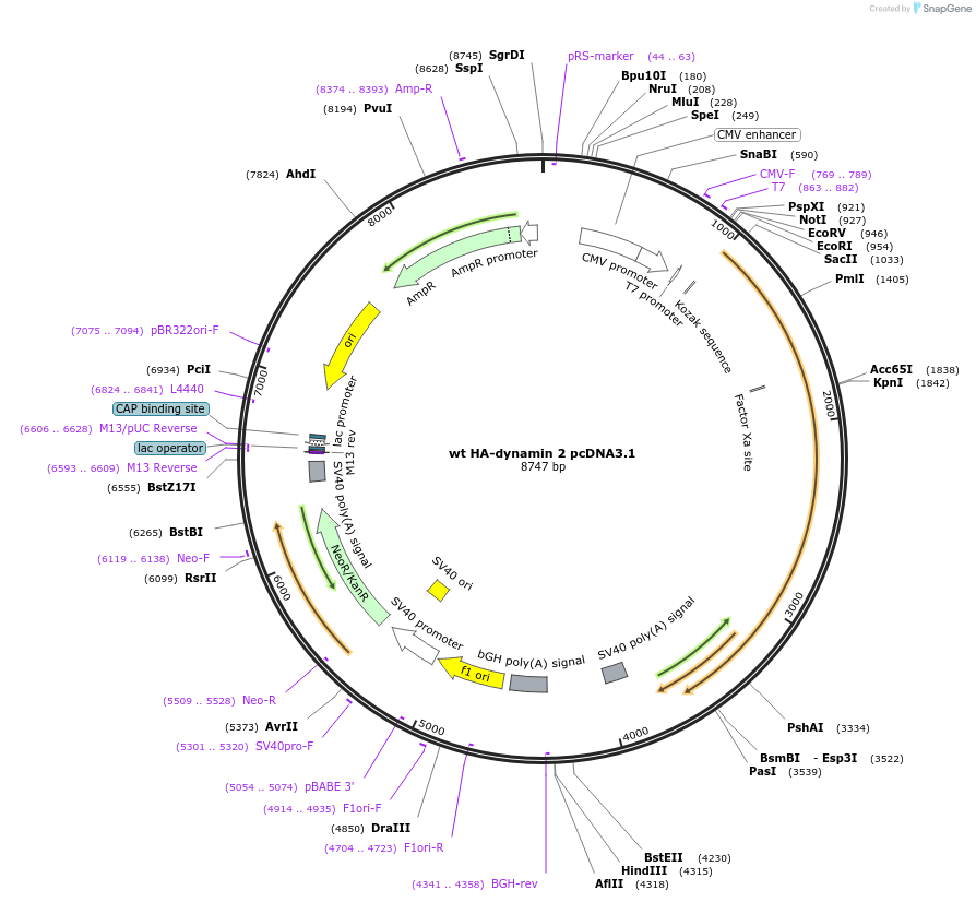 34684-plasmid-map-sequence-id-41653