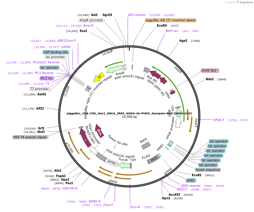 209085-plasmid-map-sequence-id-416546