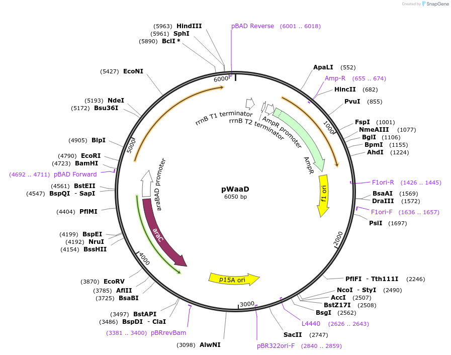 210448-plasmid-map-sequence-id-416549
