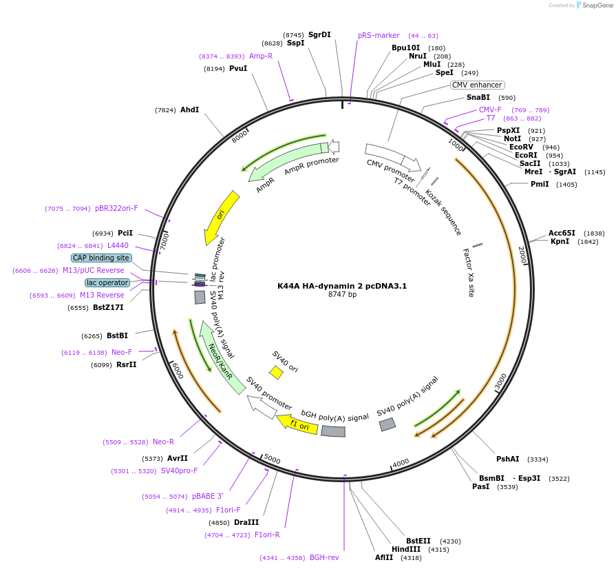34685-plasmid-map-sequence-id-41655