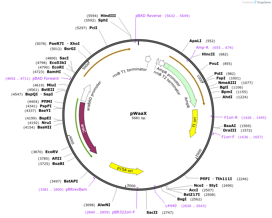 210459-plasmid-map-sequence-id-416550
