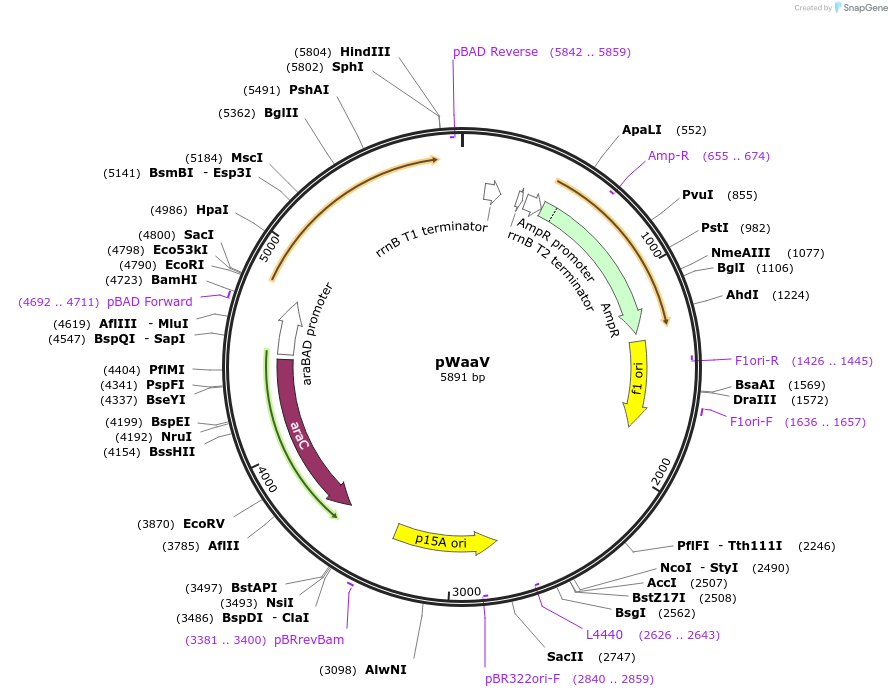 210457-plasmid-map-sequence-id-416566