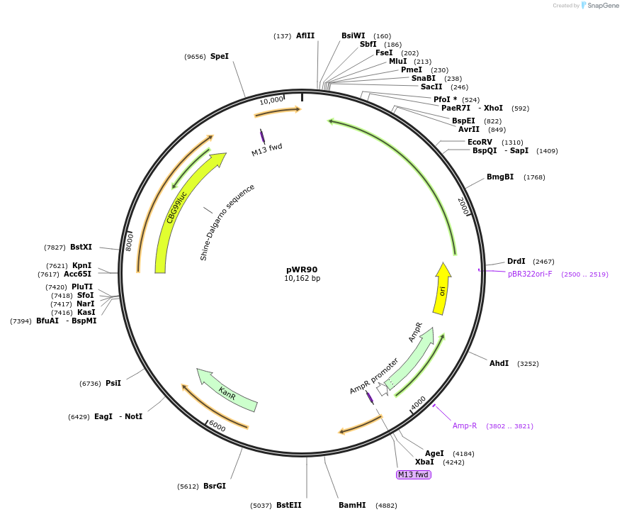 203914-plasmid-map-sequence-id-416567