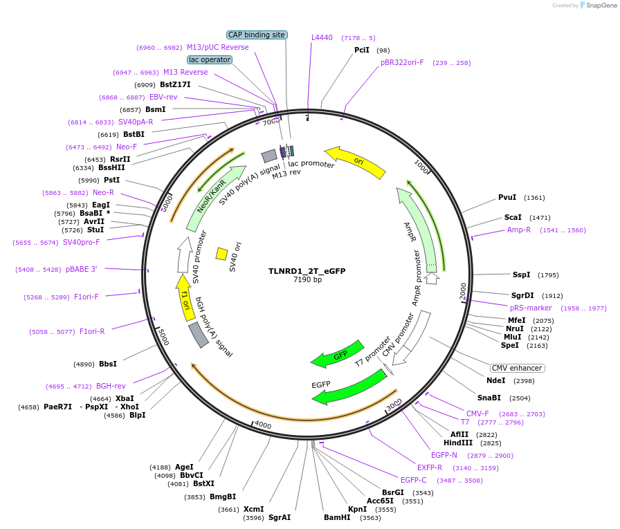 208883-plasmid-map-sequence-id-416568