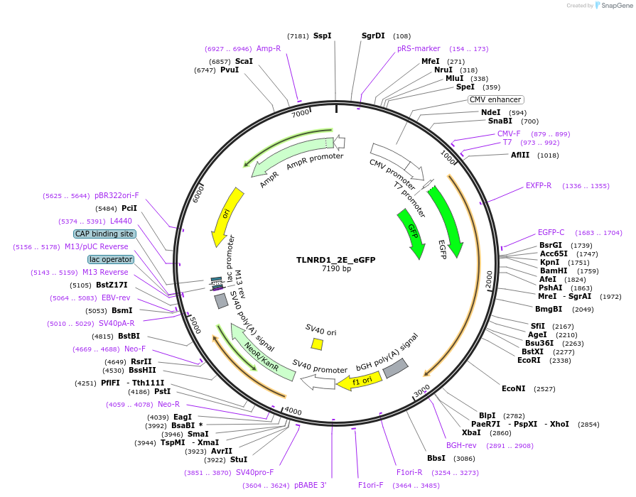 208884-plasmid-map-sequence-id-416569