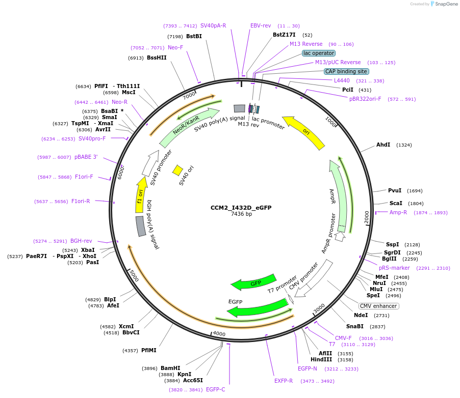 208879-plasmid-map-sequence-id-416571
