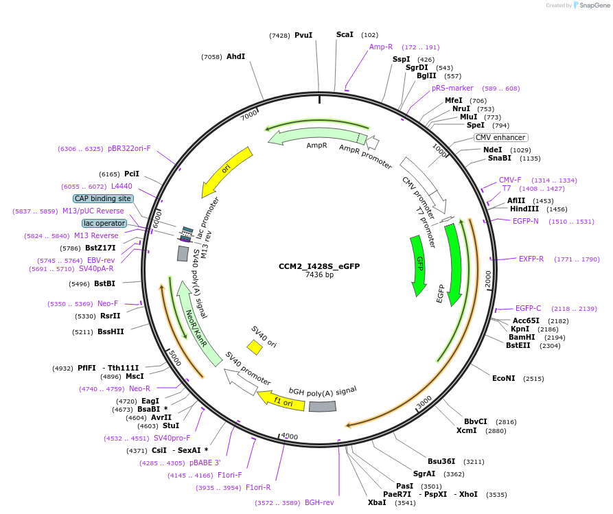 208878-plasmid-map-sequence-id-416572