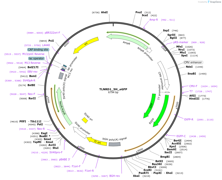 208861-plasmid-map-sequence-id-416573