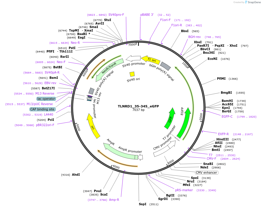 208881-plasmid-map-sequence-id-416574