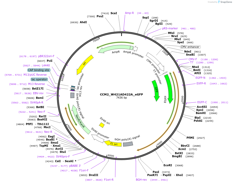 208880-plasmid-map-sequence-id-416577