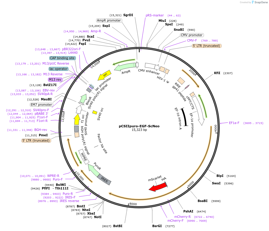 209893-plasmid-map-sequence-id-416580
