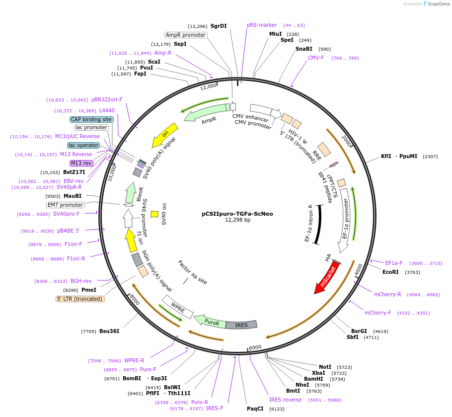 209895-plasmid-map-sequence-id-416585