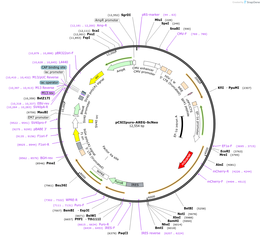 209897-plasmid-map-sequence-id-416601