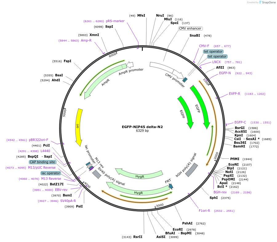 210269-plasmid-map-sequence-id-416605