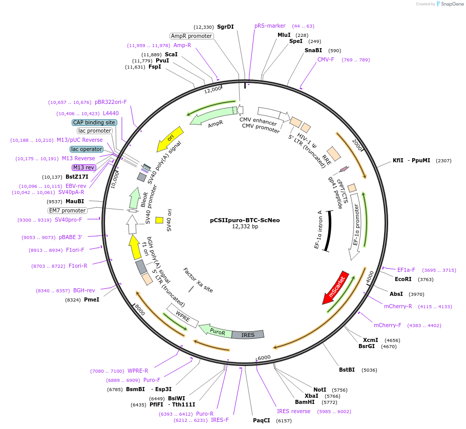 209898-plasmid-map-sequence-id-416606
