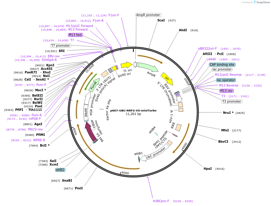 207812-plasmid-map-sequence-id-416621
