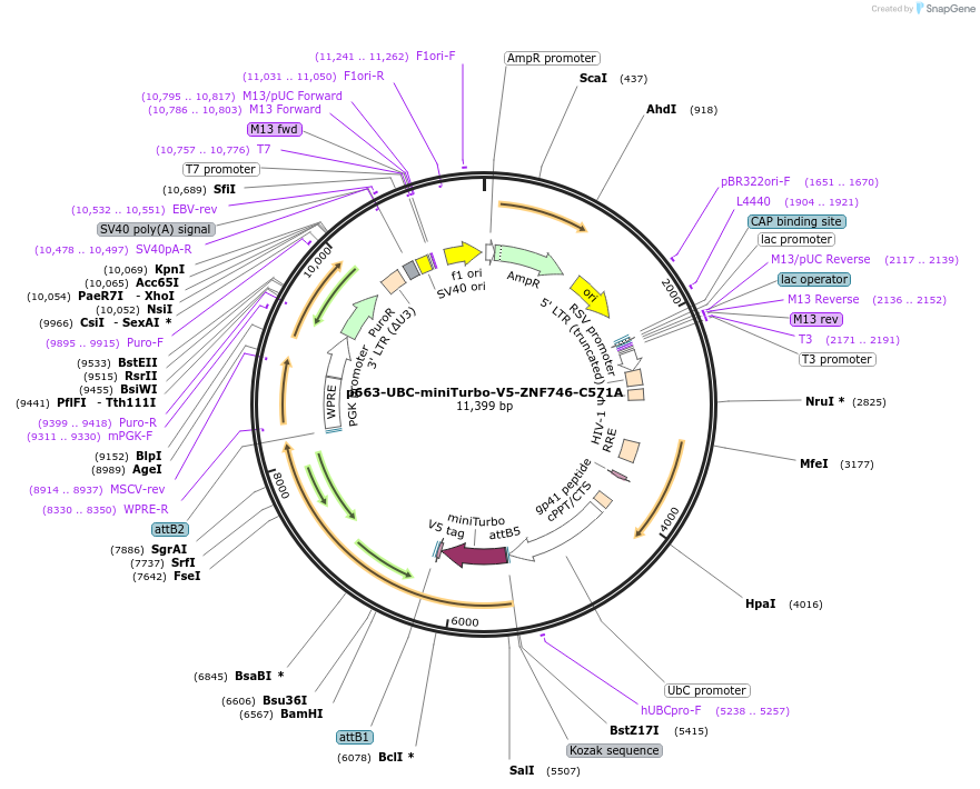 207821-plasmid-map-sequence-id-416624