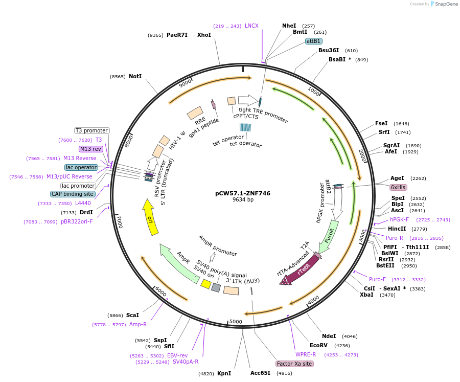 207825-plasmid-map-sequence-id-416626