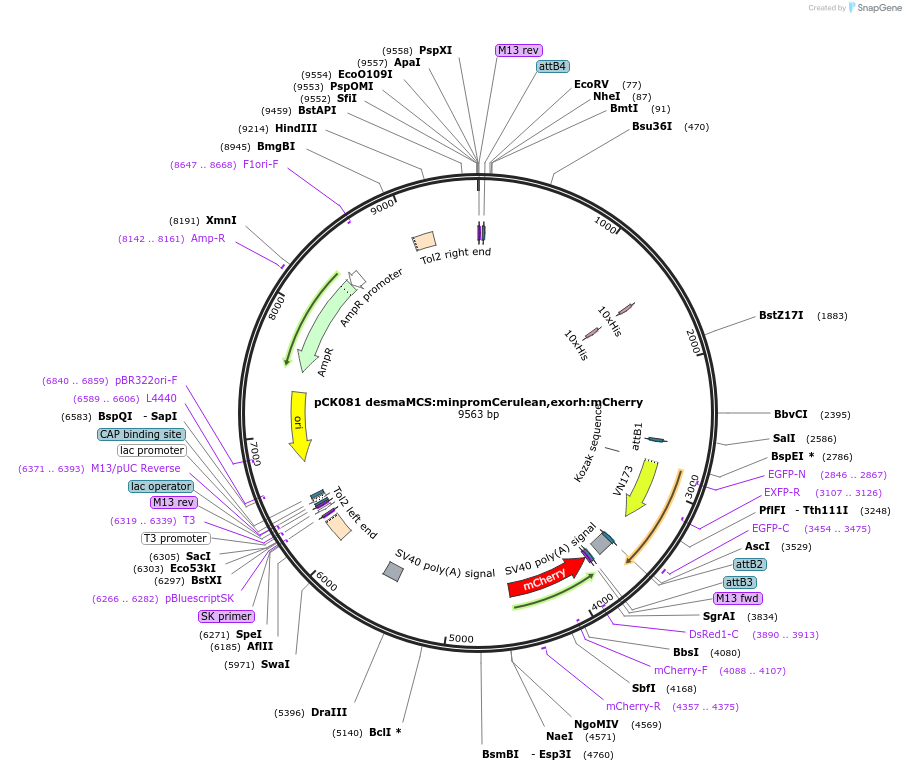 200014-plasmid-map-sequence-id-416633